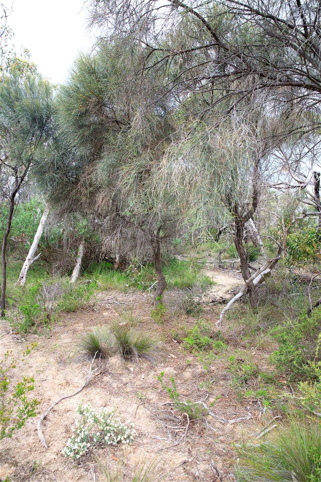 2022 Site 2, Marker 7  Tree 3