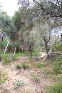 2022 Site 2, Marker 7  Tree 3