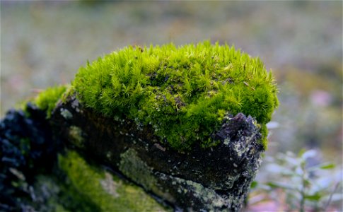 Moss on a rock photo