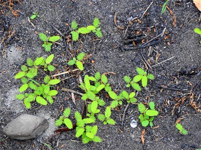 火災後的植被狀況