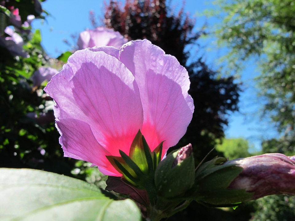 Flower blossom bloom