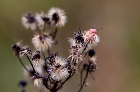 Dolycoris baccarum & Erigeron acris photo