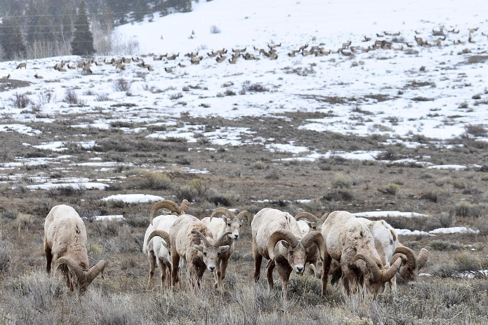 Rocky Mountain bighorn sheep