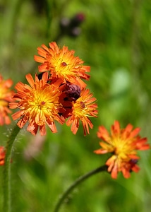 Orange yellow flower photo