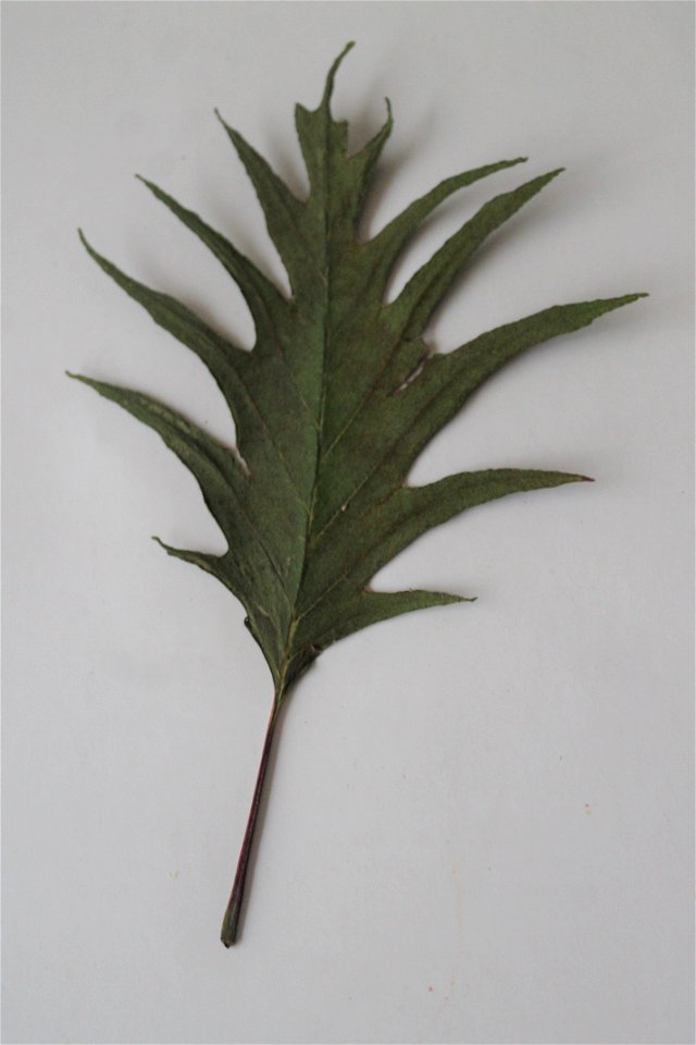 Fern-leaf Beech
