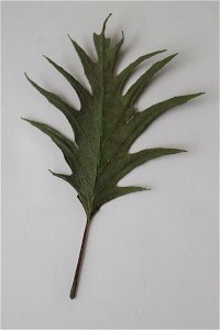 Fern-leaf Beech photo