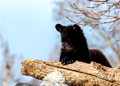 Black Bear Cub Resting on a Petrified Log photo