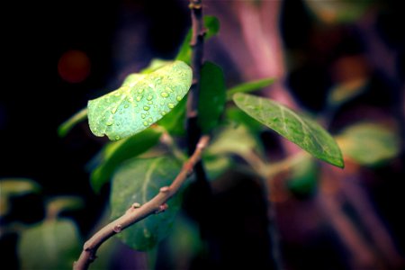 Dew drops on a leaf photo