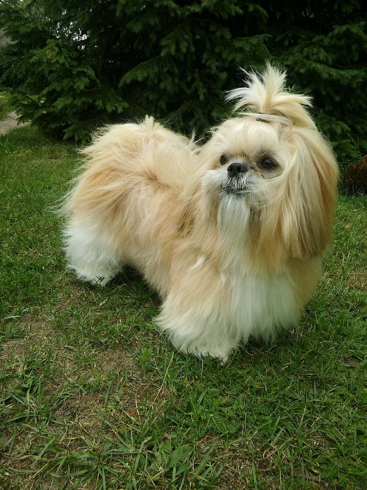 dog