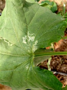 leaf miner on cucumber