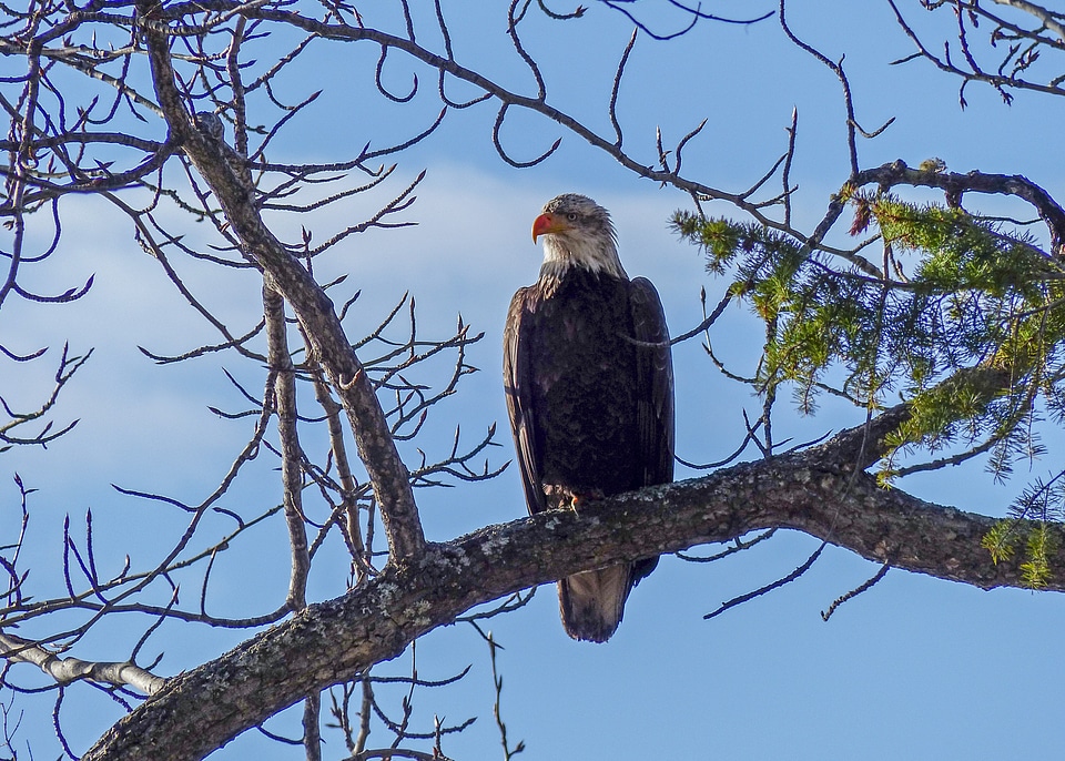 Bird of prey symbol freedom