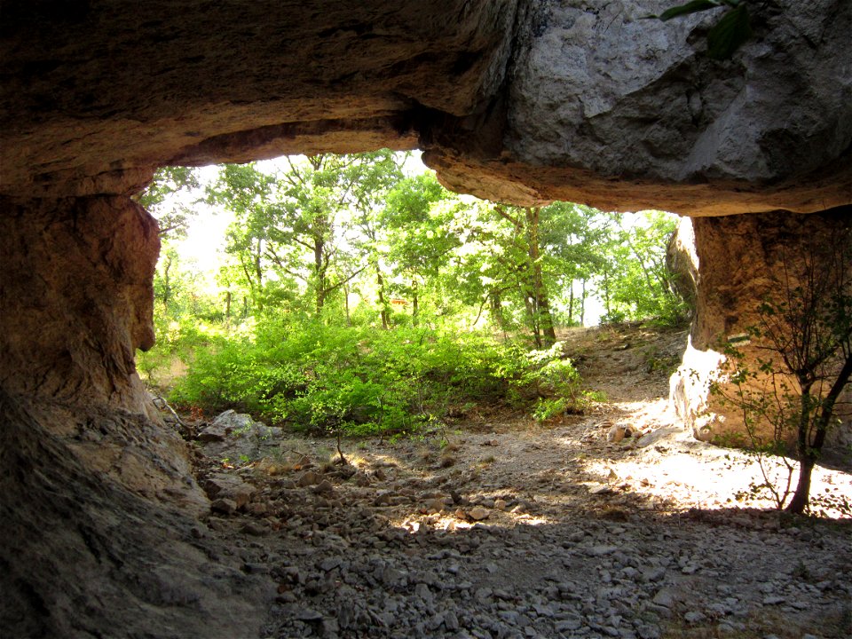 A day in the forest. photo