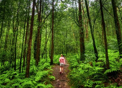 Birdwood Gully (Springwood) - The Blue Mountains Australia