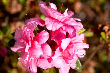 pink-azaleas