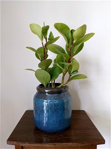 Peperomia obtusifolia