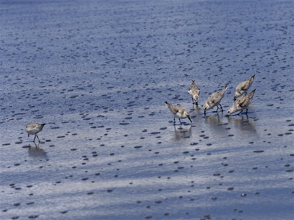 Bécasseaux Sanderling (La Réunion)