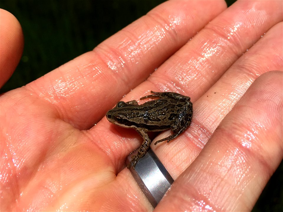 Boreal Chorus Frog