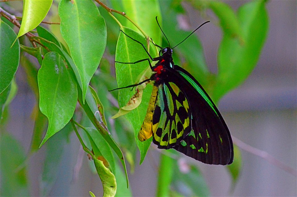Cairns Birdwing