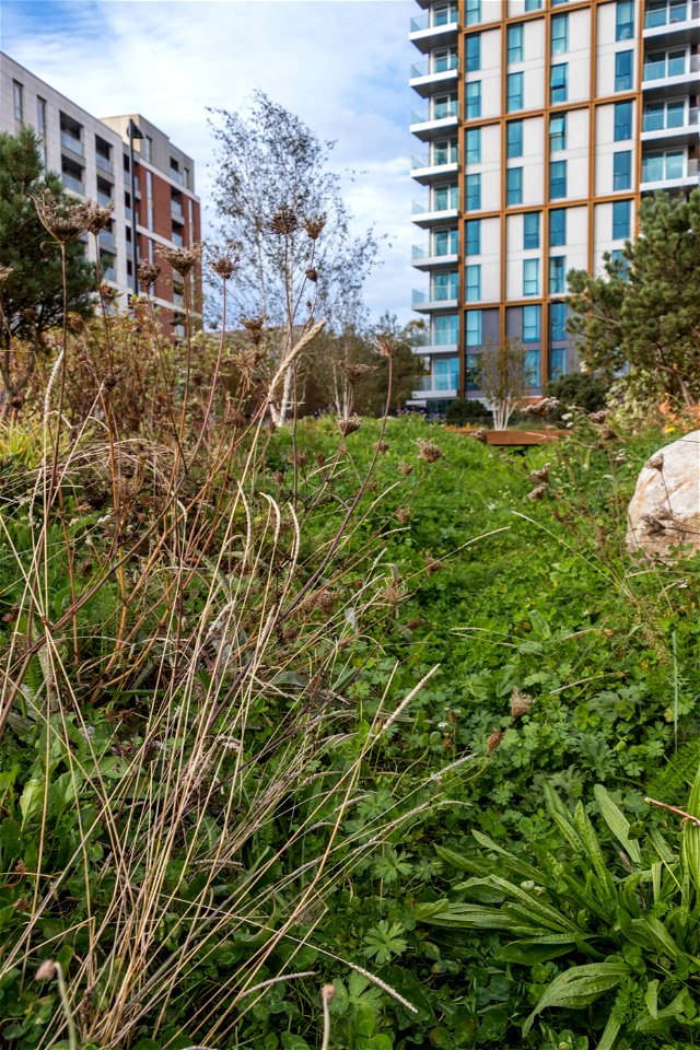 181104 Woodberry Down + Spring Park SuDS (6 of 19)
