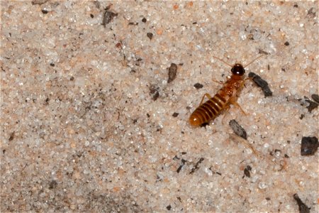 Termite photo