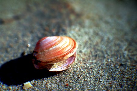 Small seashell photo