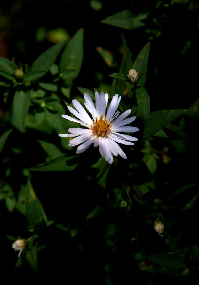 Symphyotrichum salignum