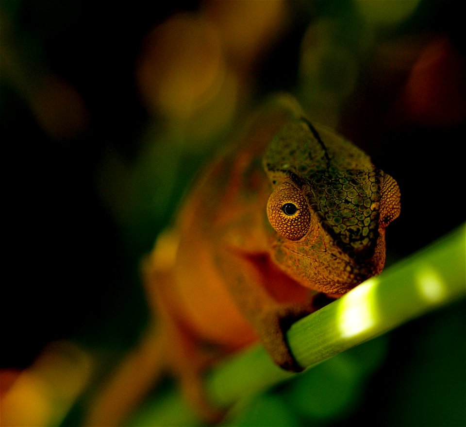 Endormi femelle ( La Réunion )