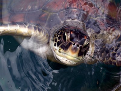 Tortue verte (La Réunion)