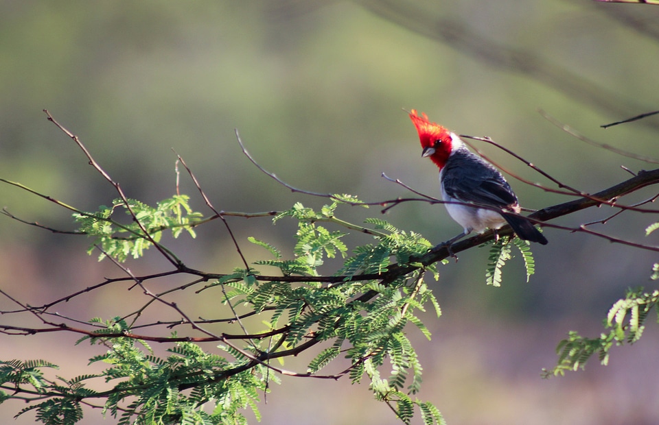 hawaiian red-crested cardinal in waimea canyon, kauai
