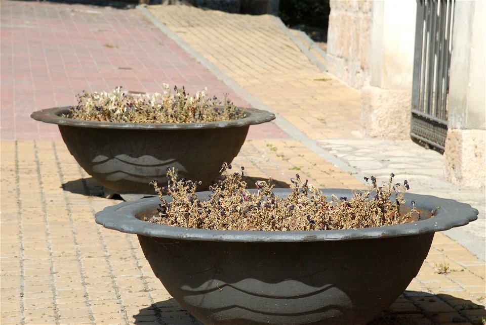 Las plantas se secan por falta de mantenimiento en la plaza de la Iglesia