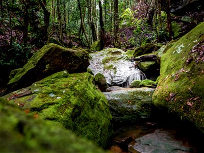 Birdwood Gully (Springwood) - The Blue Mountains Australia