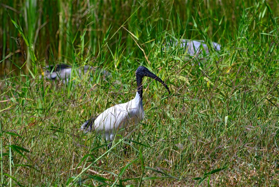 Australian White Ibis