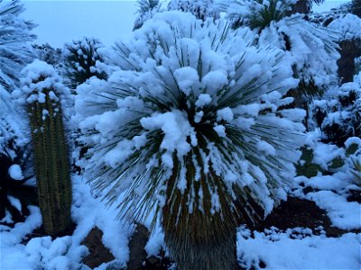 Yucca linearifolia photo
