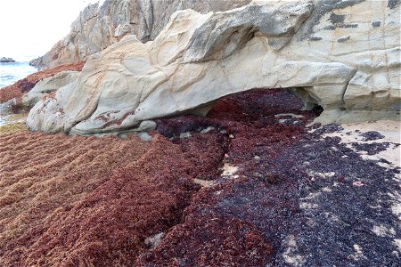 Punta Tuna Beach Sargassum Rocks photo