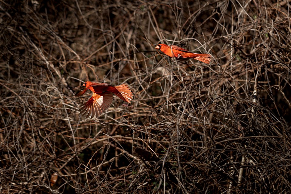 Cardinals-Dog-Fighting