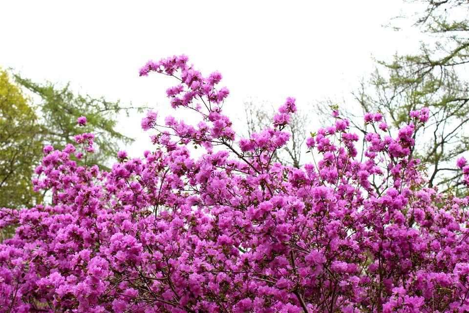 Flower Garden