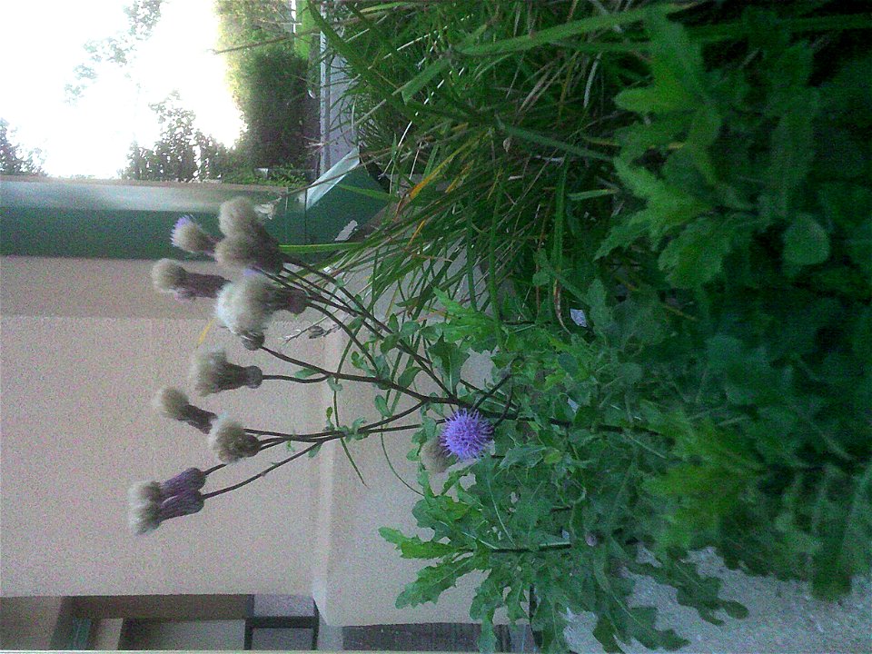 outdoors with hyacinth gray