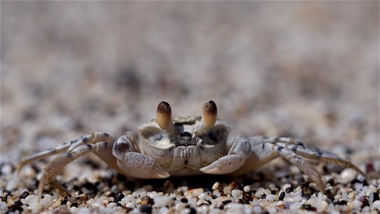 Crabe fantôme (La Réunion)
