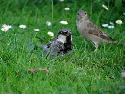 sparrows 3 photo