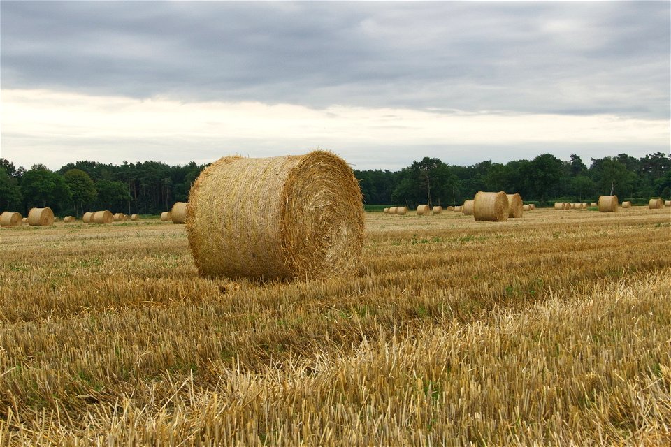 Feld / Field
