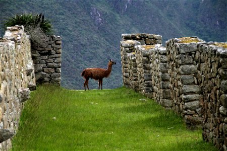 machu-picchu-1018768_1920 photo