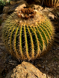 Echinocactus grusonii photo