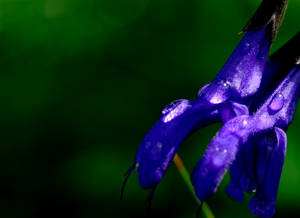 Portrait of drops