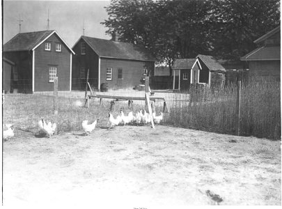 Birds in yard, Hillside Poultry Farm, Selbyville