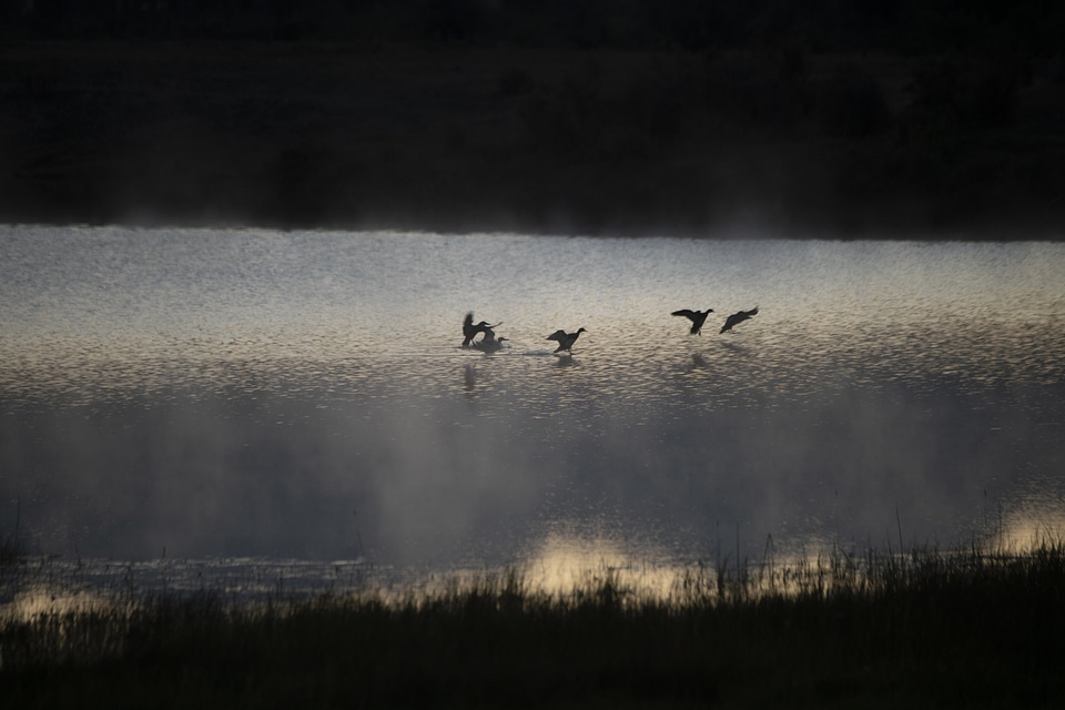 Flock of birds over the lake