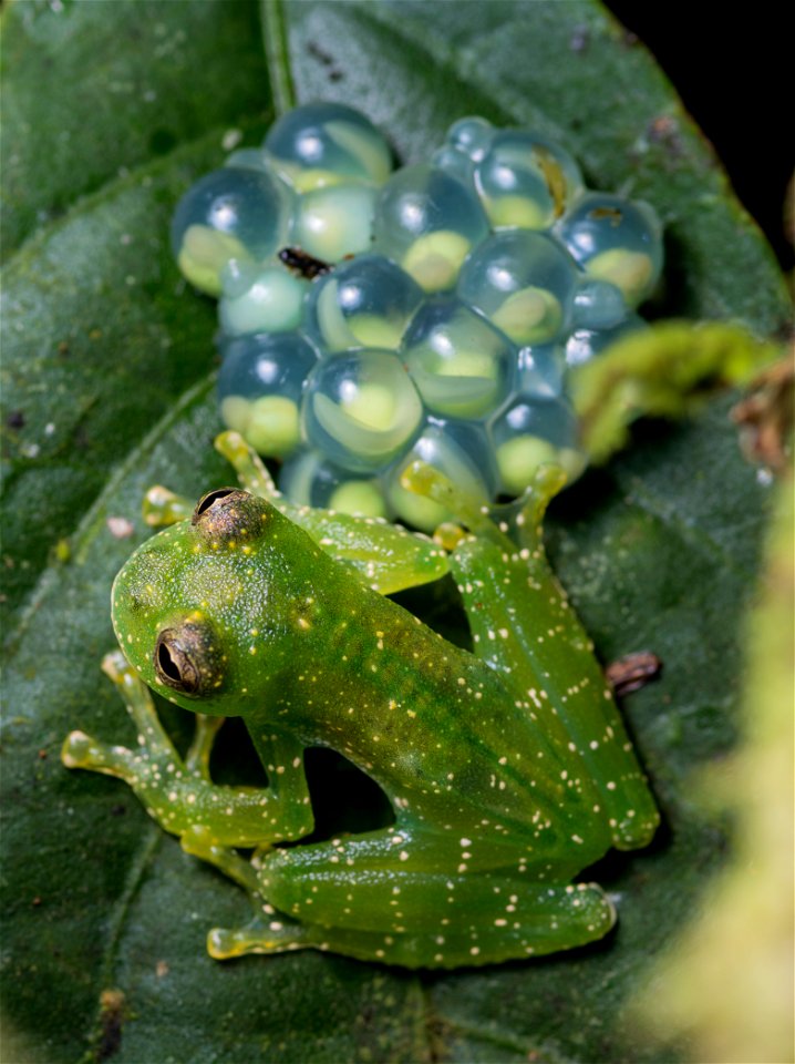 centrolene-daidalea--alban-cochran-frog--reserva-proaves-reinita-cielo-azul_51536575735_o