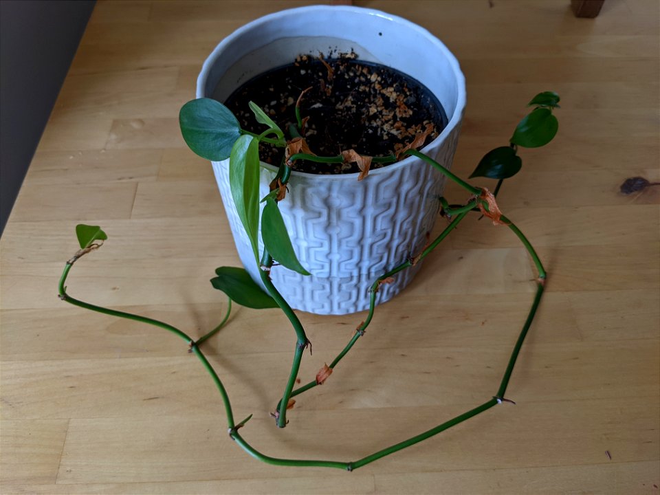 Philodendron scandens