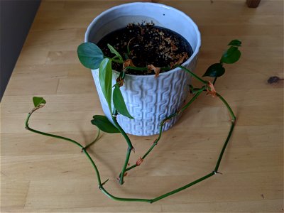 Philodendron scandens