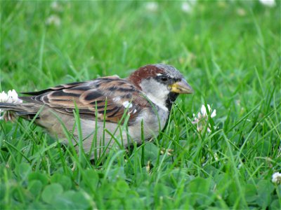 sparrow 4 photo
