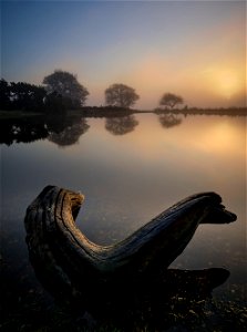 Mogshade Pond and Log